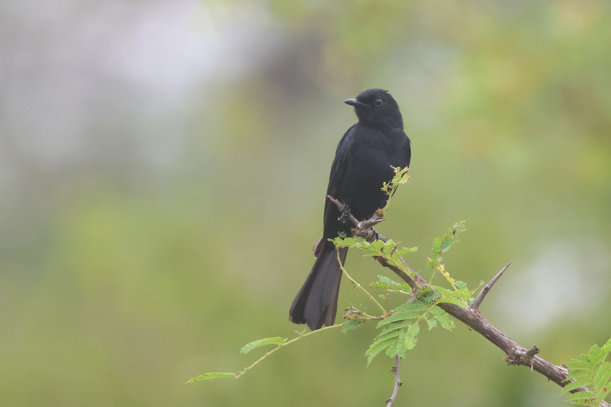 Glanzdrongoschnäpper - ML646338914