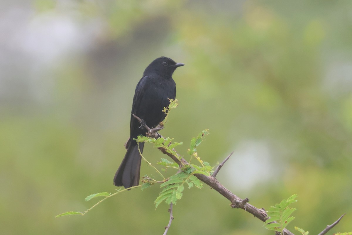 Glanzdrongoschnäpper - ML646338915