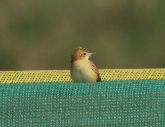 Zistensänger - ML646338918