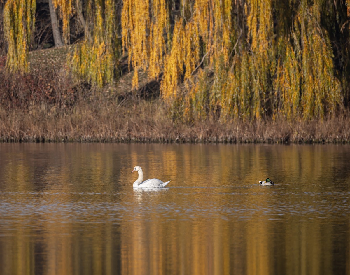 Höckerschwan - ML646338920