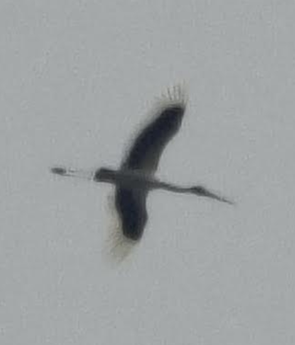 Riesenstorch - ML646338921