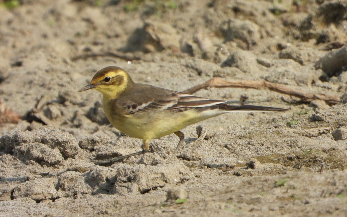 Zitronenstelze - ML646338922