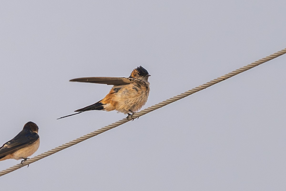 Eastern Red-rumped Swallow - ML646338925