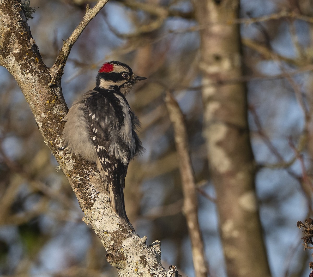 Downy Woodpecker - ML646338926