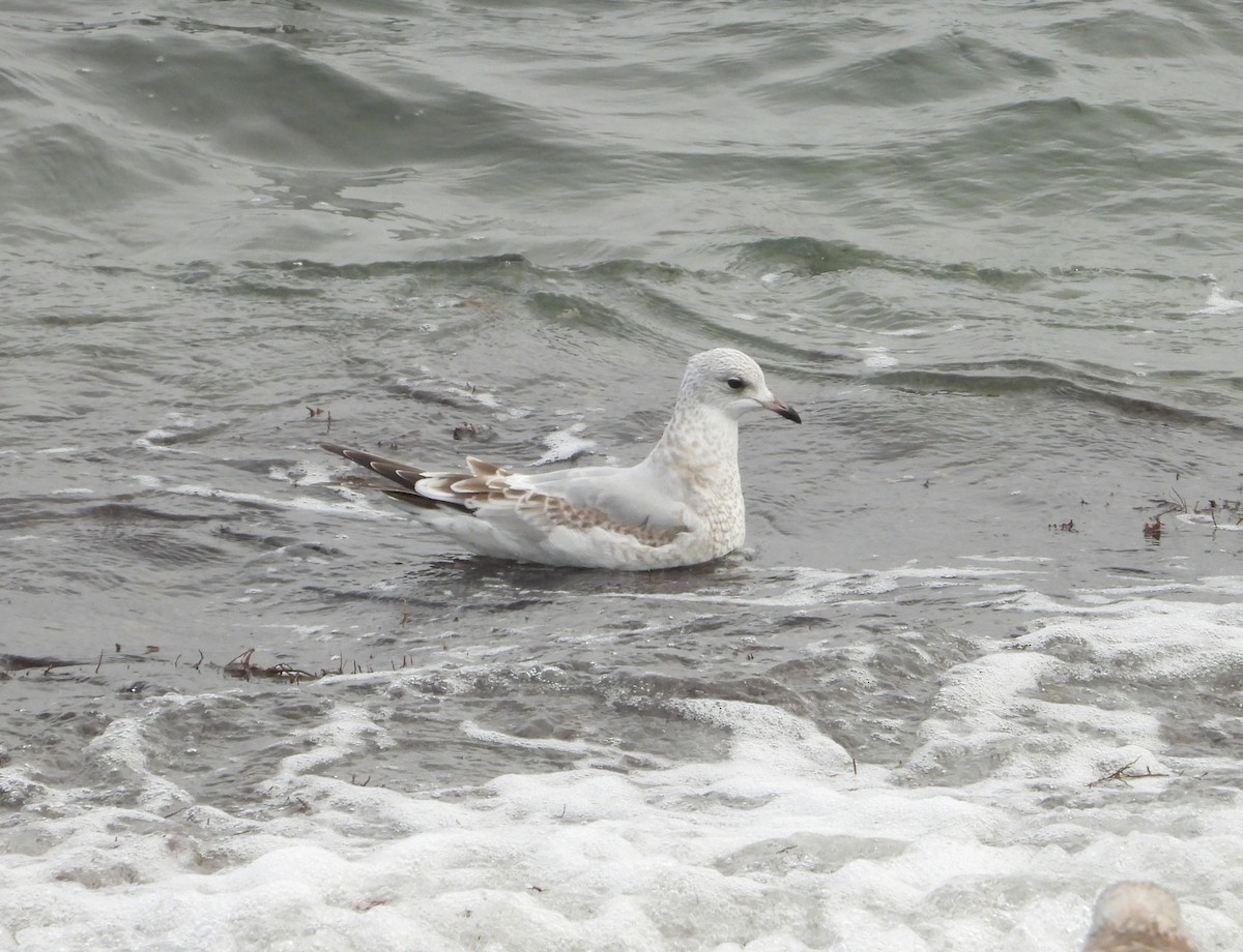 Common Gull - ML646338927