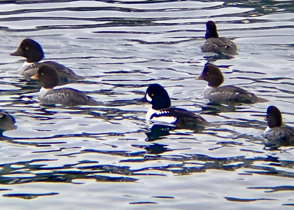 Barrow's Goldeneye - ML646338928