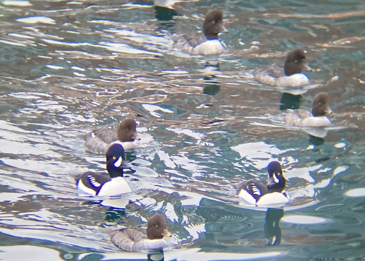 Barrow's Goldeneye - ML646338929