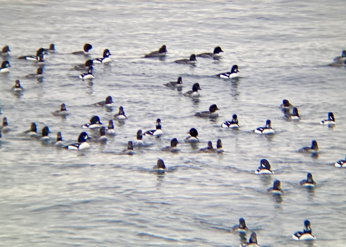 Barrow's Goldeneye - ML646338930