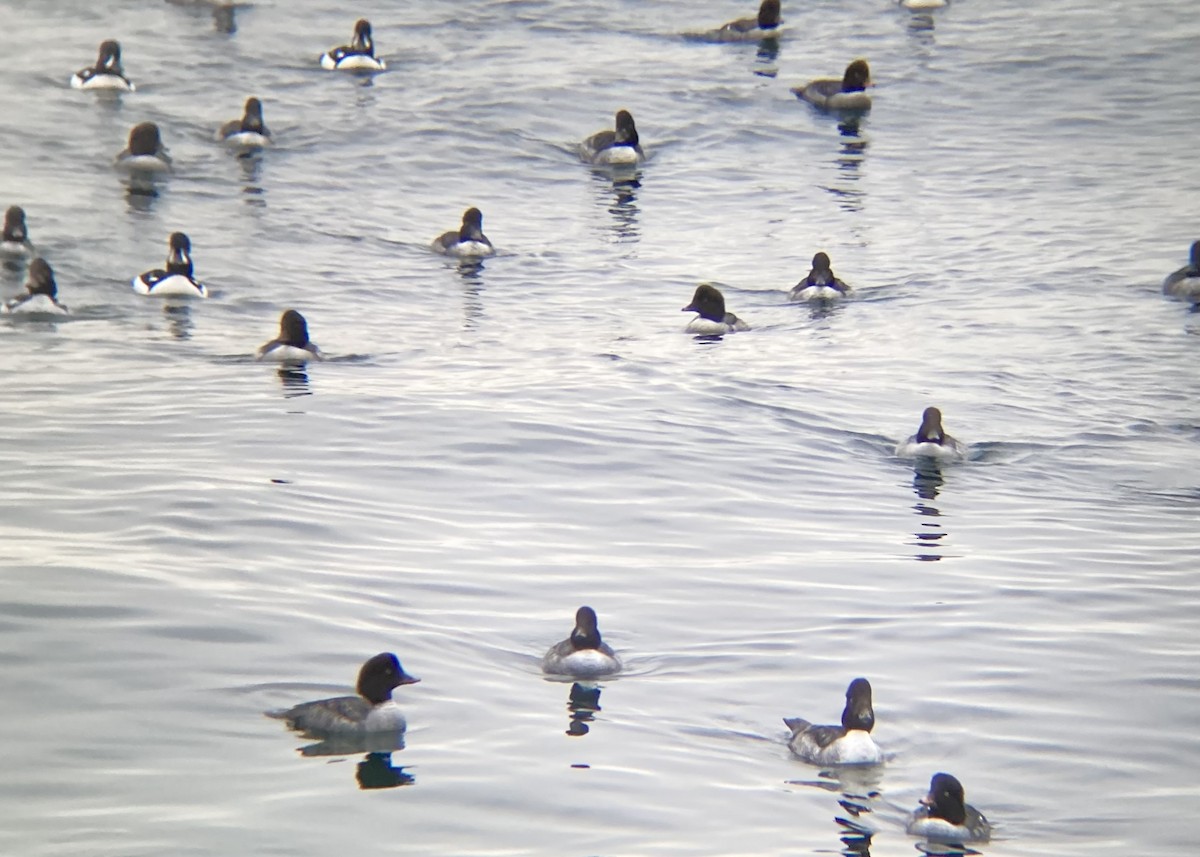 Barrow's Goldeneye - ML646338931