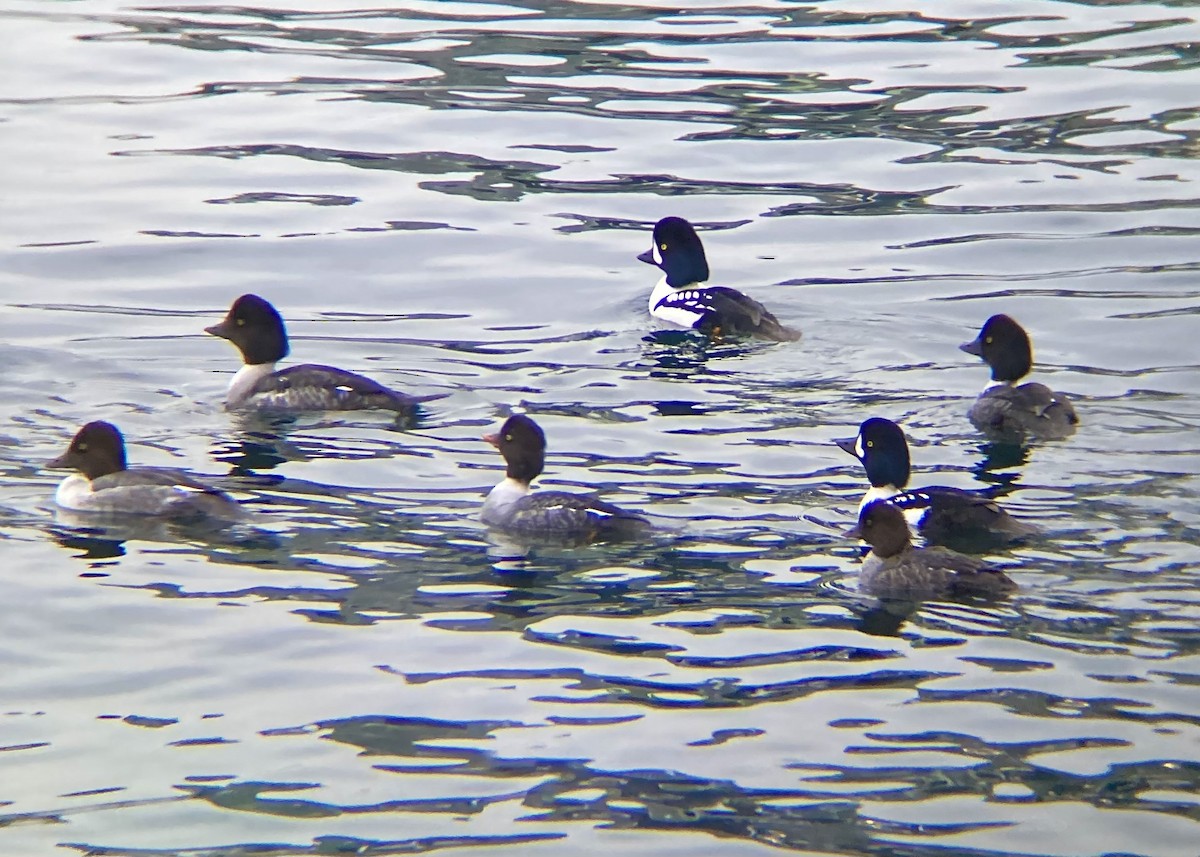 Barrow's Goldeneye - ML646338932