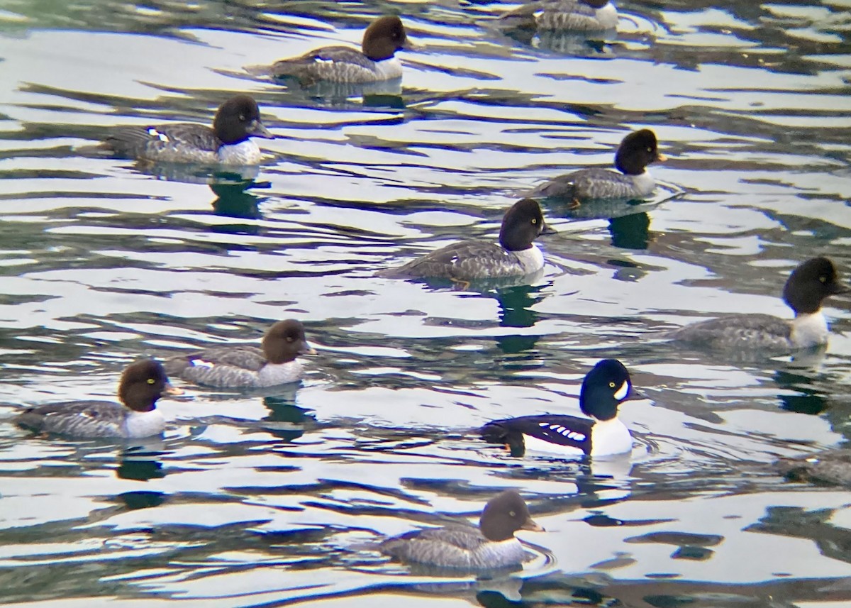 Barrow's Goldeneye - ML646338933
