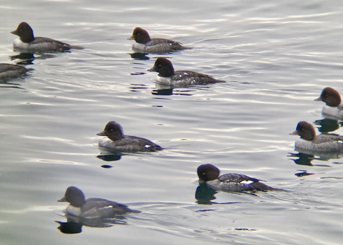 Barrow's Goldeneye - ML646338934