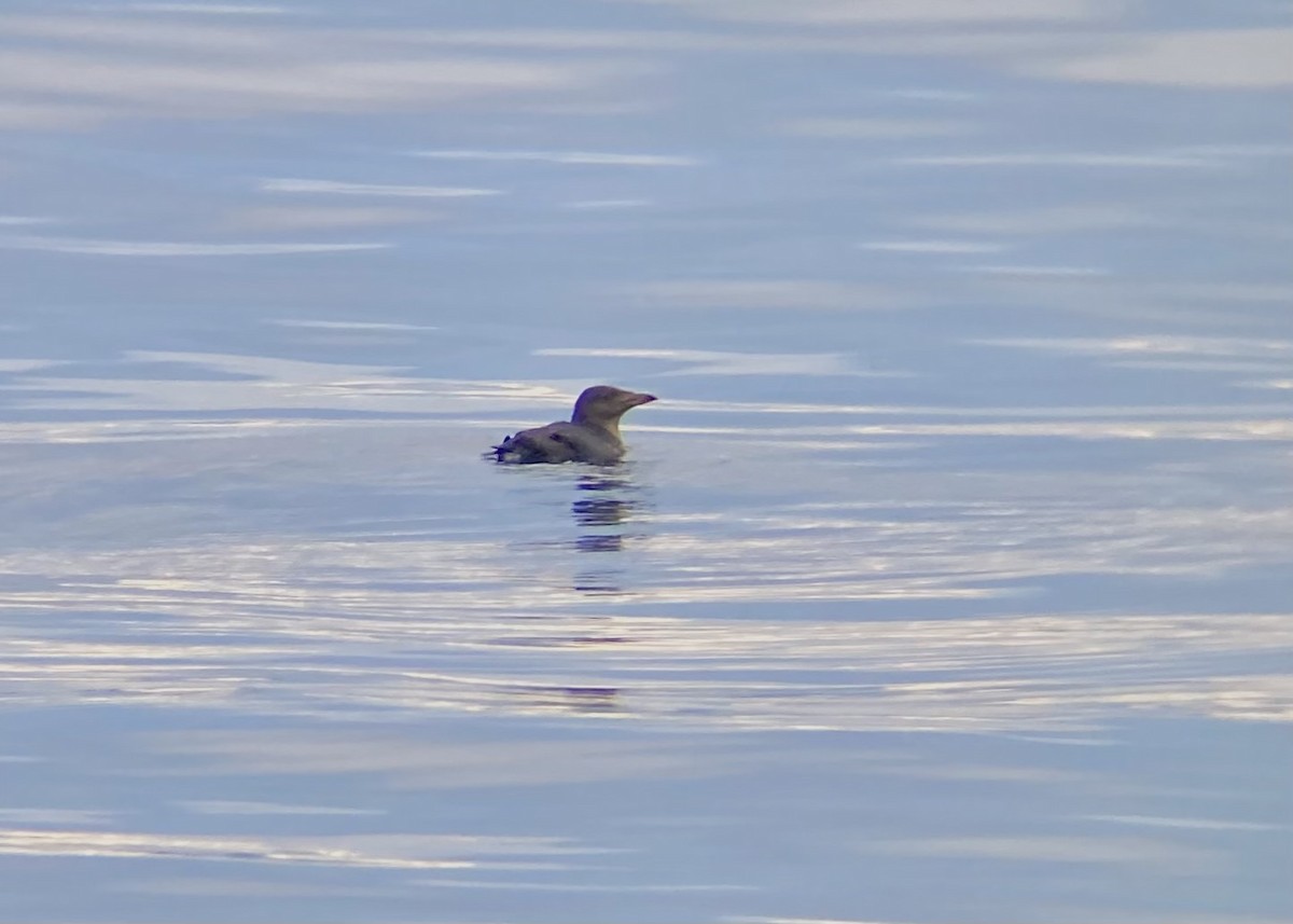 Rhinoceros Auklet - ML646338935