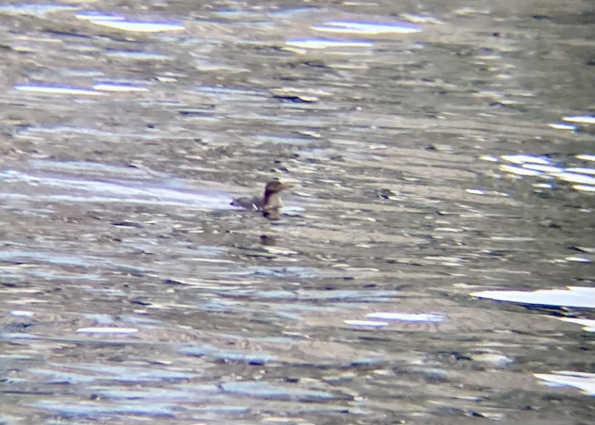 Rhinoceros Auklet - ML646338936