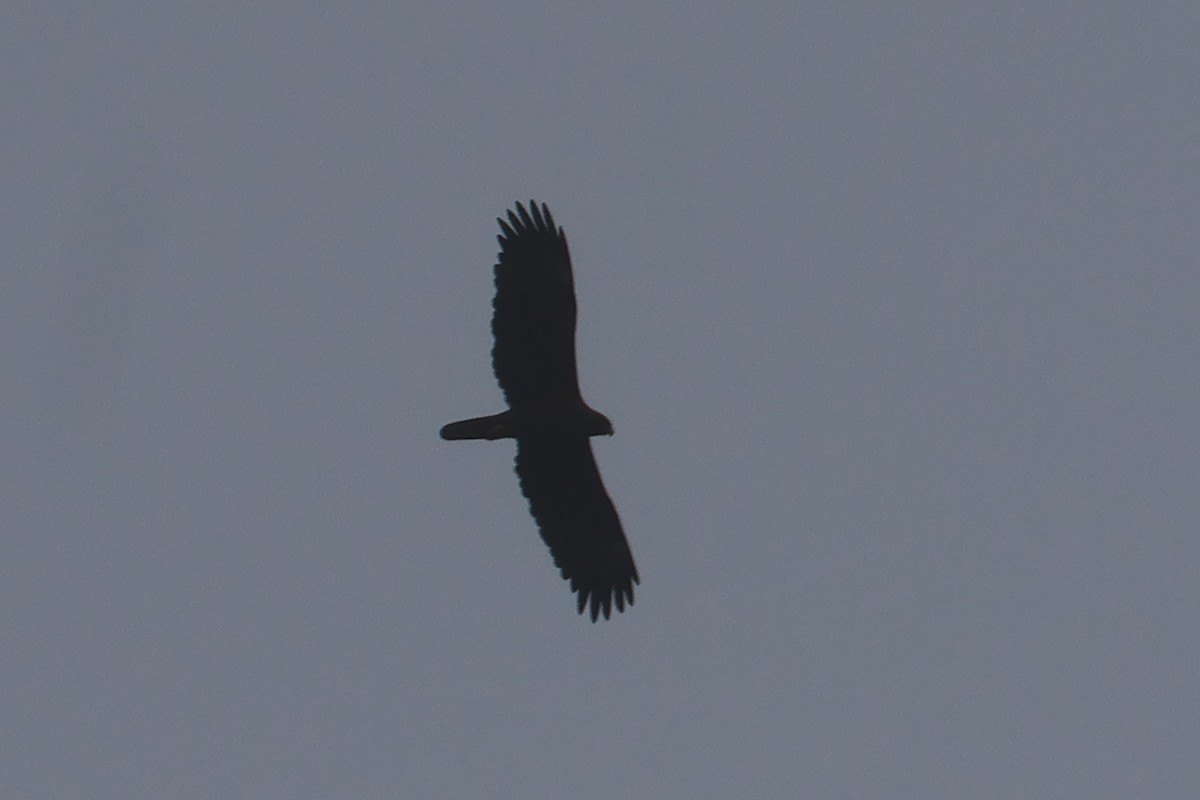Wahlberg's Eagle - ML646338939
