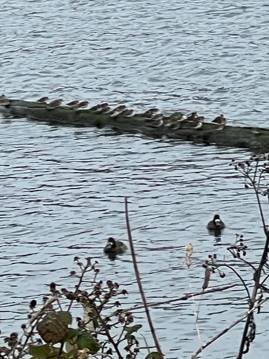 アメリカヒバリシギ - ML646338940