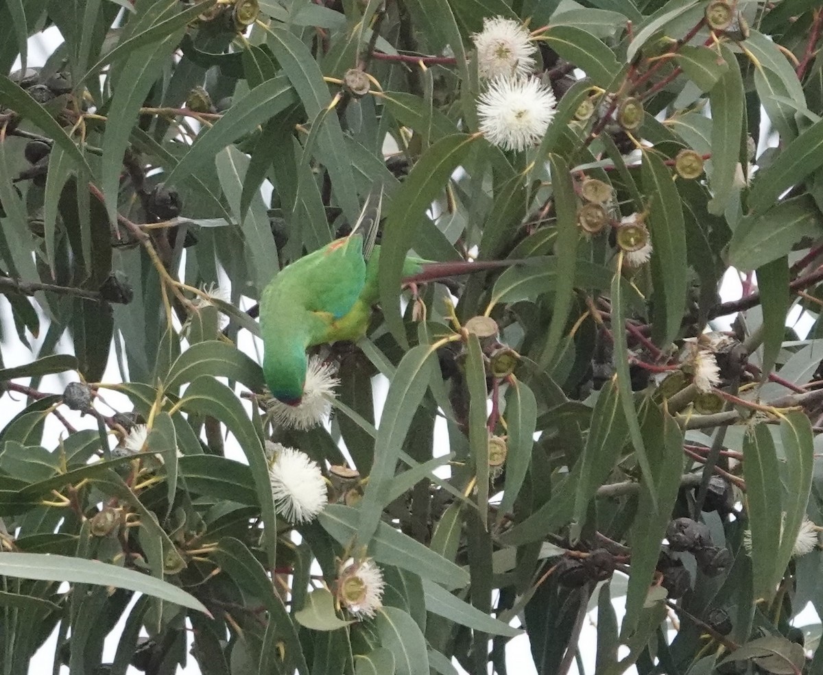 Swift Parrot - ML646338941