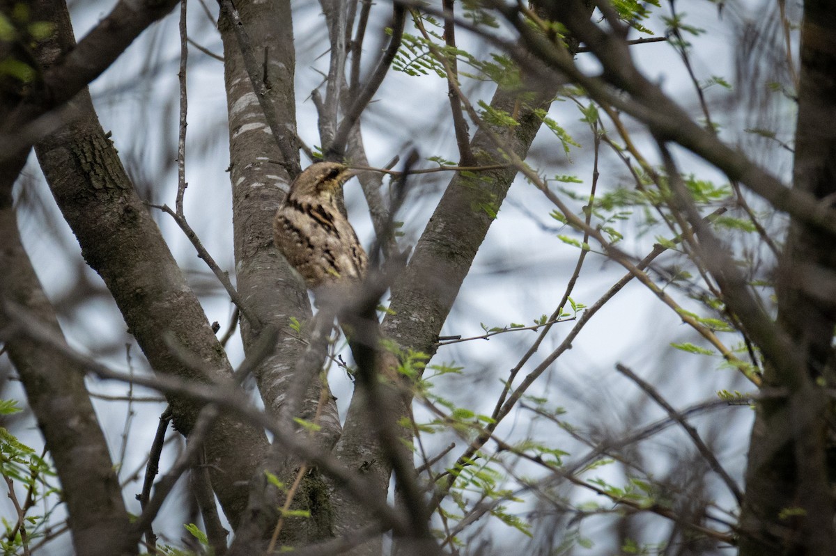 Eurasian Wryneck - ML646338943