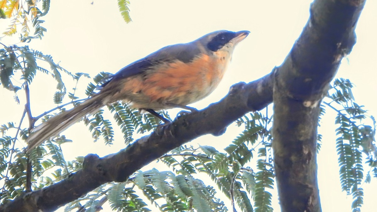 Gray-backed Shrike - ML646338944