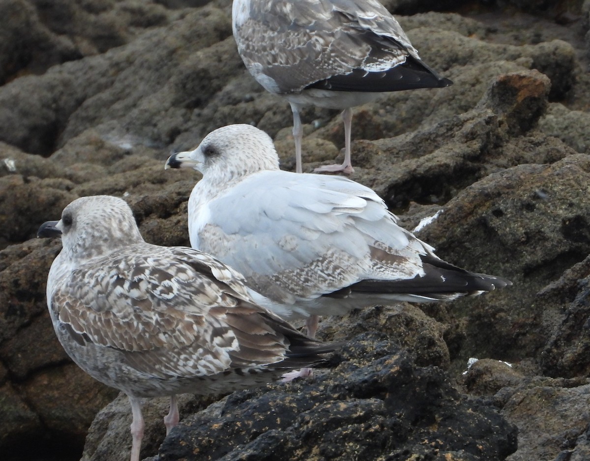 European Herring Gull - ML646338945