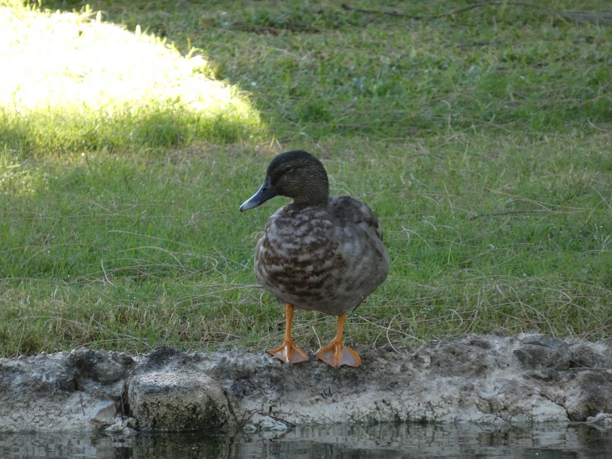 Hawaiian Duck x Mallard (hybrid) - ML646338946