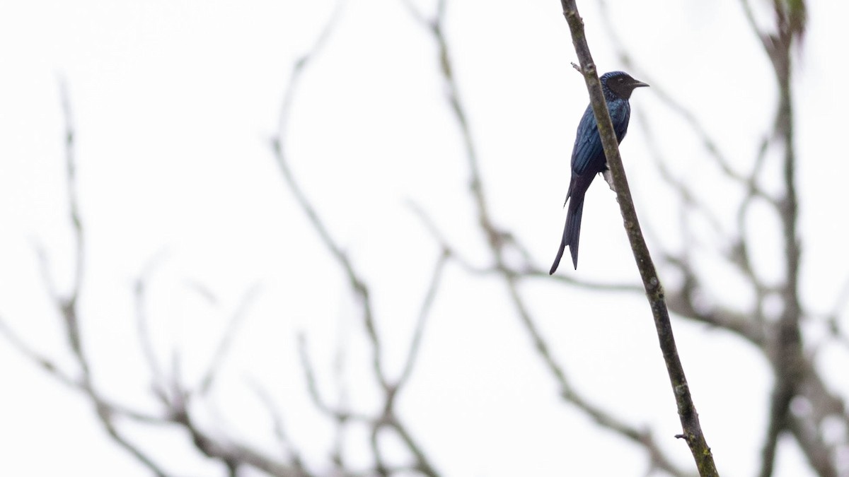 Bronzed Drongo - ML646338947