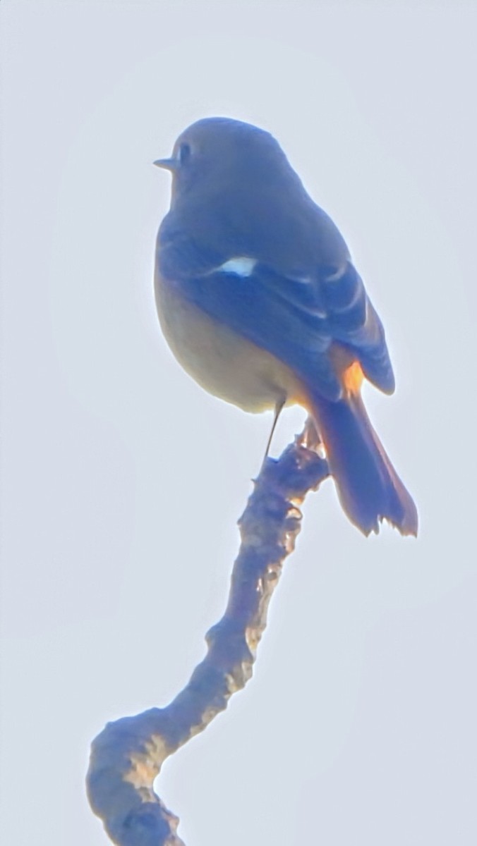 Daurian Redstart - ML646338948