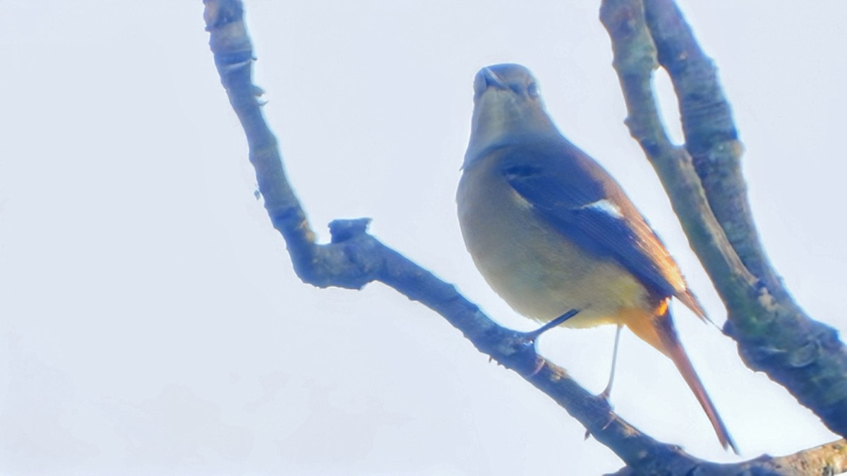 Daurian Redstart - ML646338949