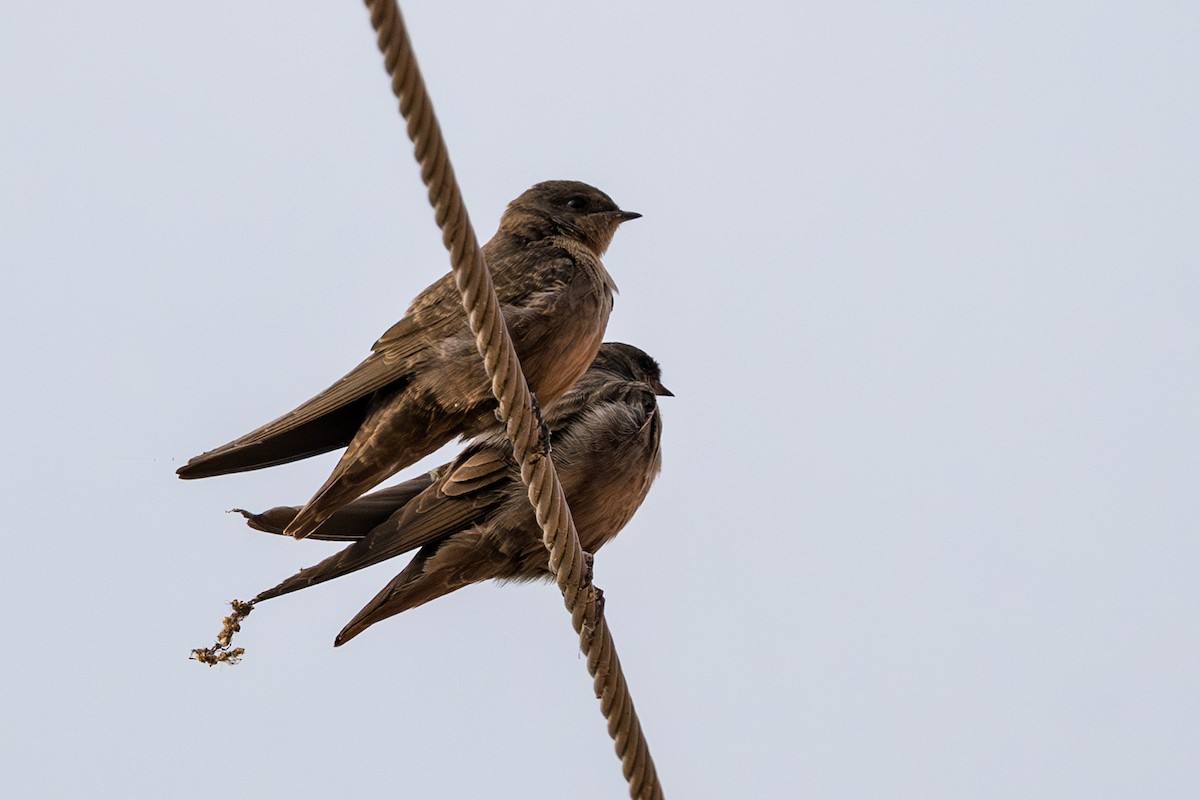 Dusky Crag-Martin - ML646338950