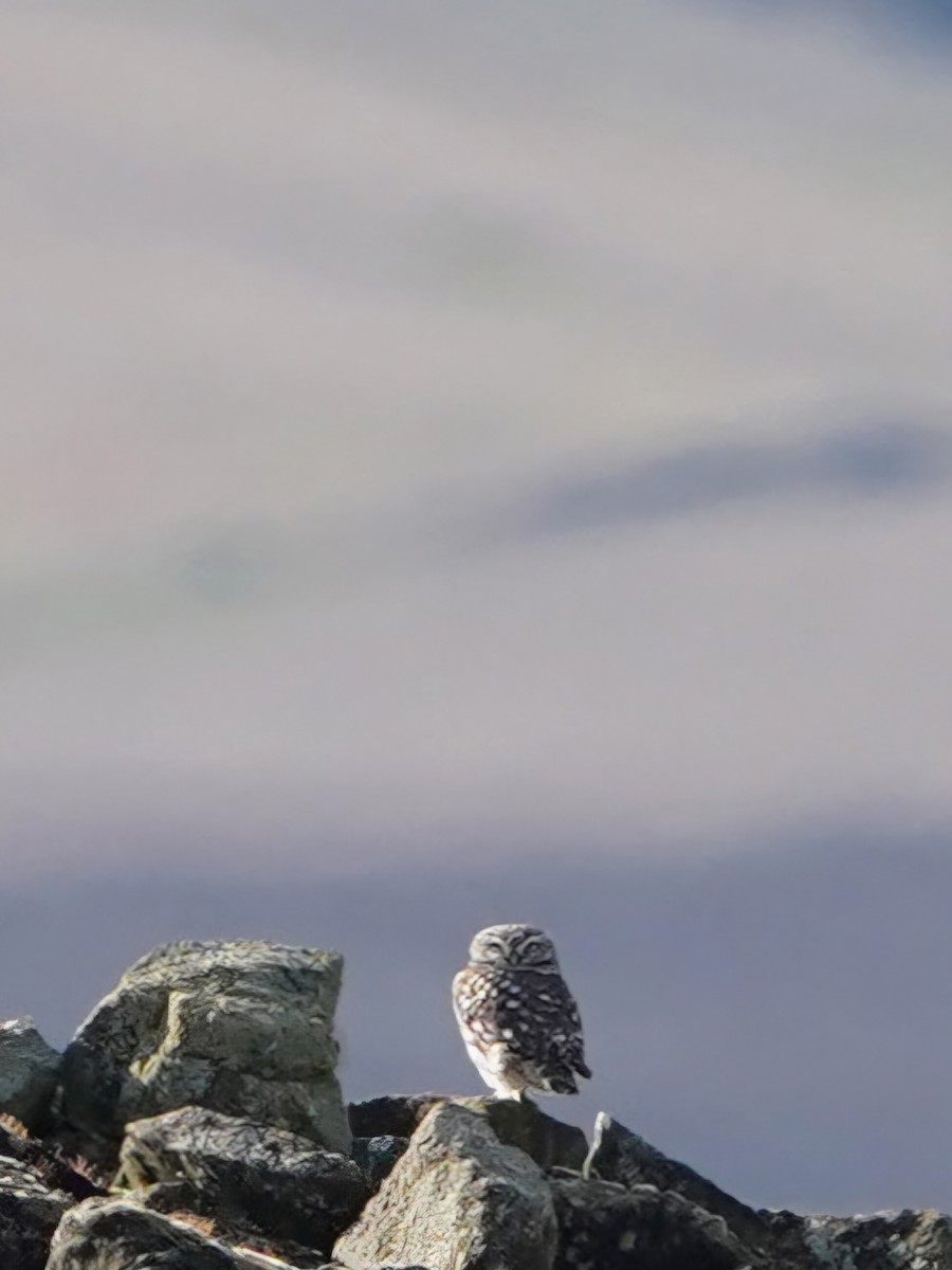 Little Owl - ML646338951