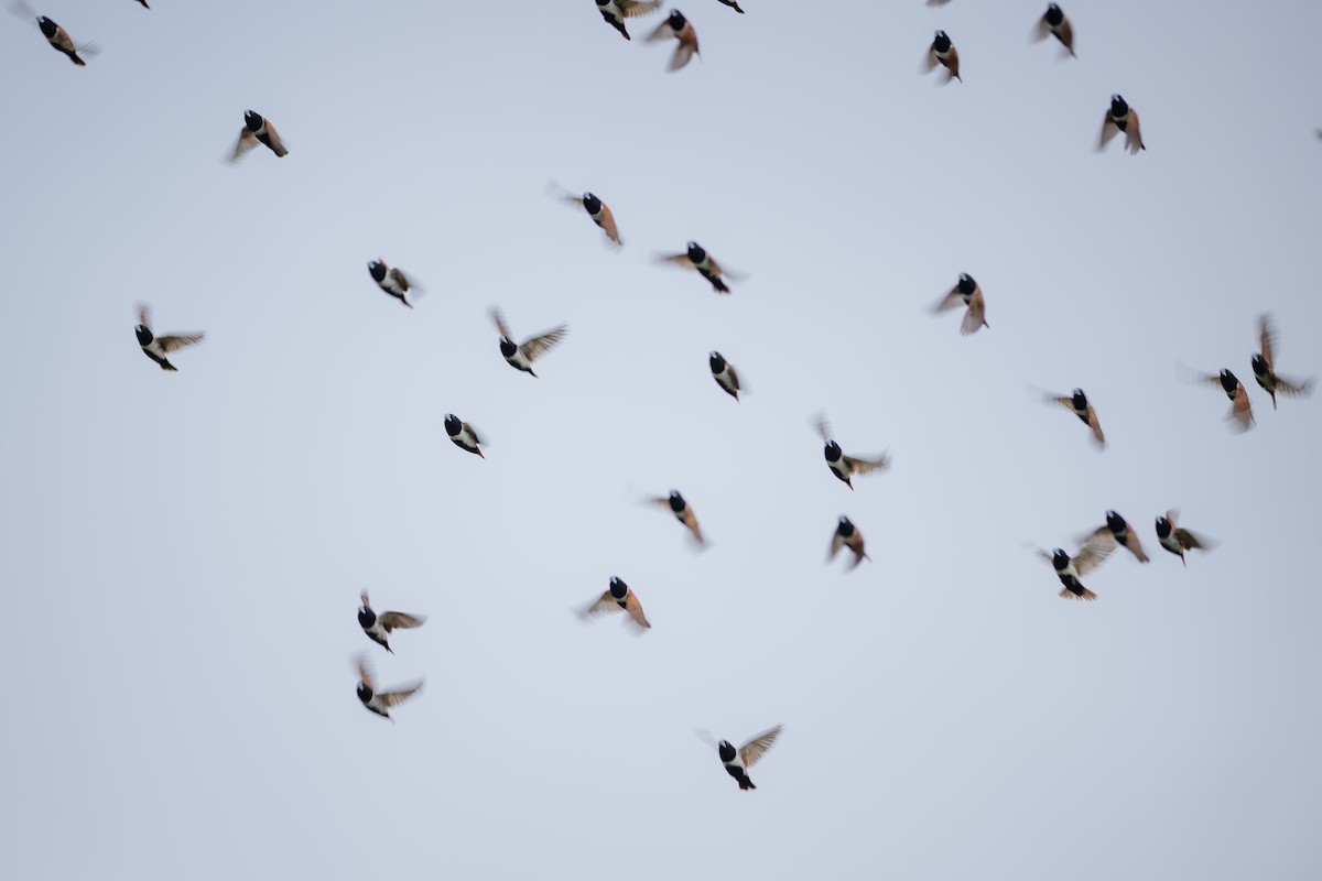 Tricolored Munia - ML646338952