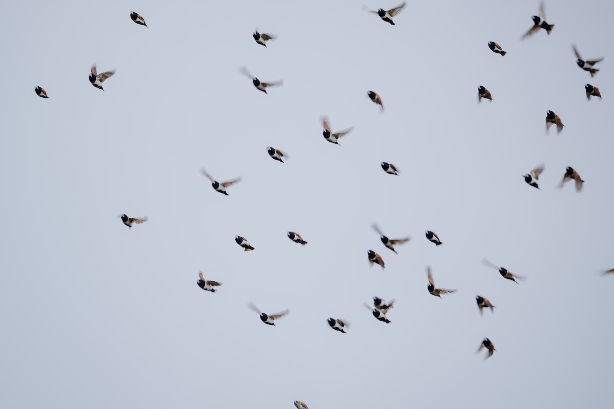 Tricolored Munia - ML646338953