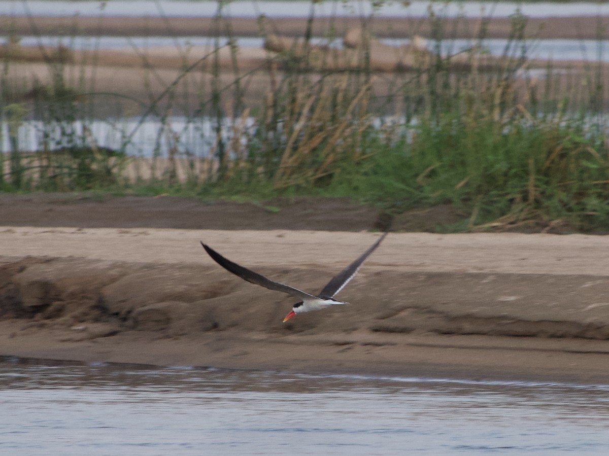 Bec-en-ciseaux d'Afrique - ML646338955