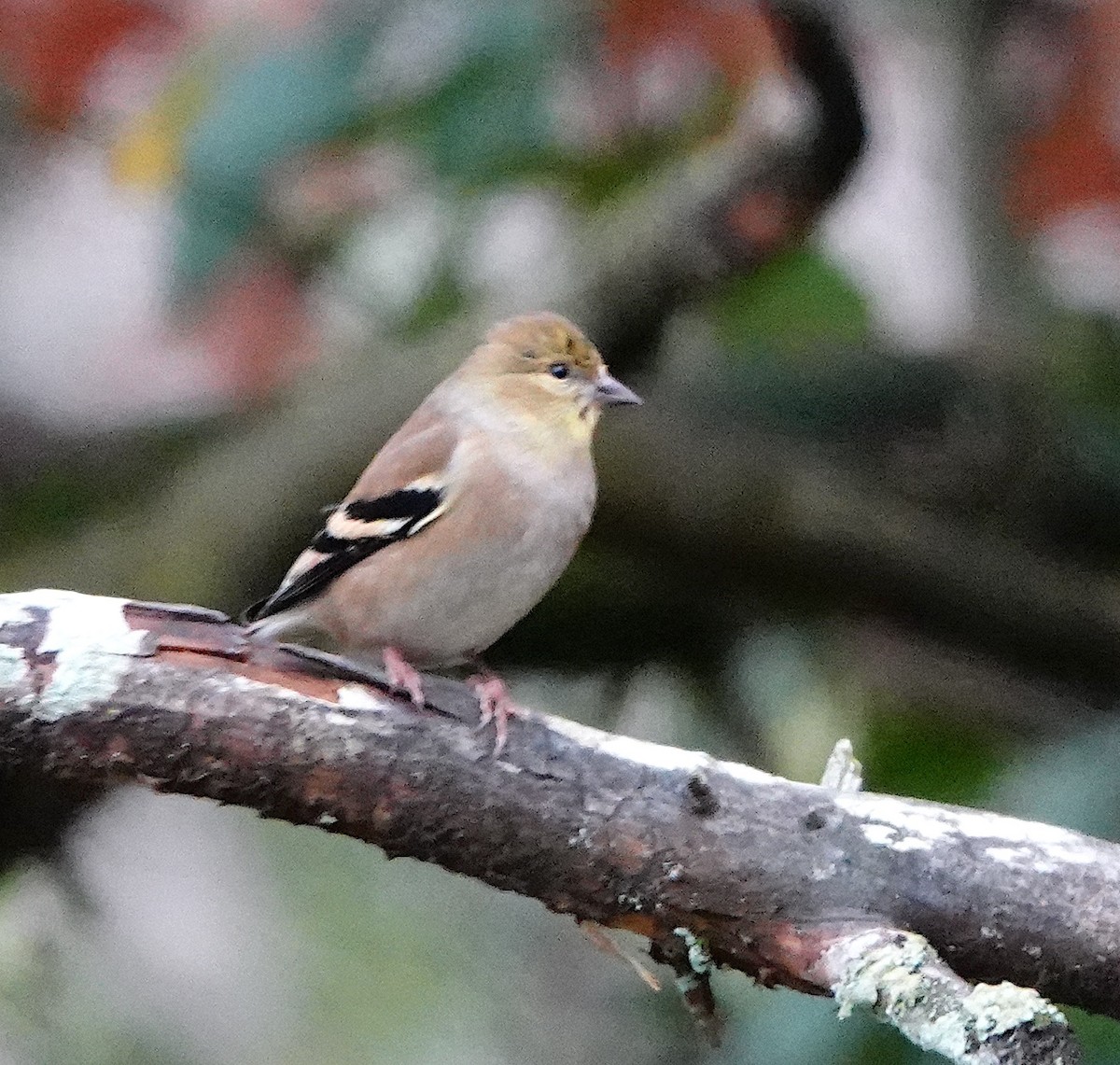 Chardonneret jaune - ML646338956