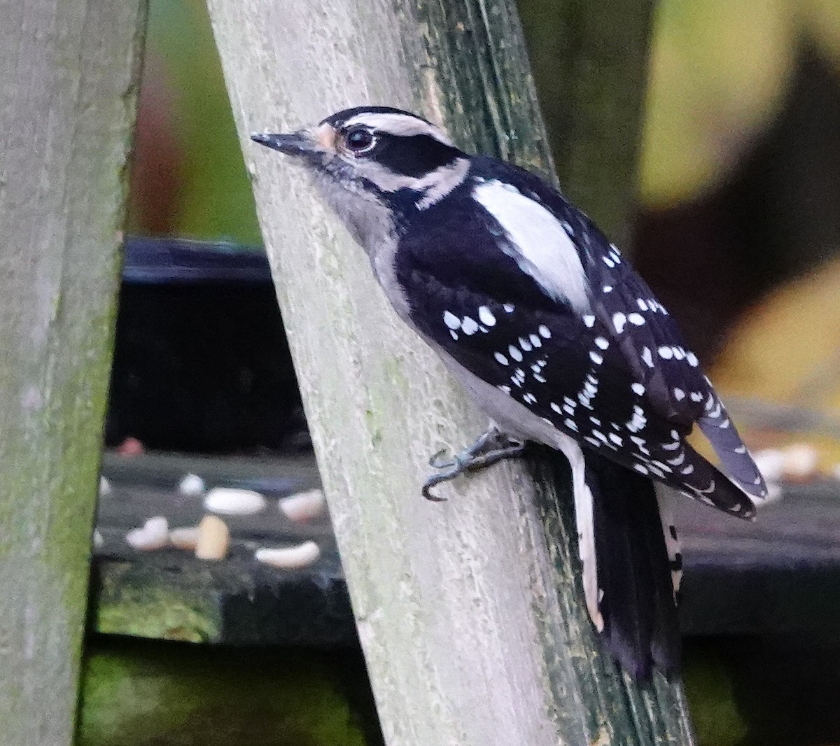 Pic mineur - ML646338959