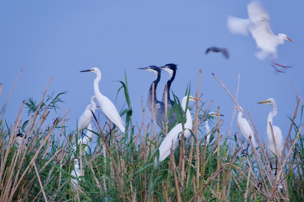 Héron à bec jaune - ML646338960