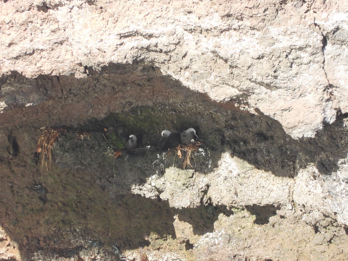 Noddi noir - ML646338963