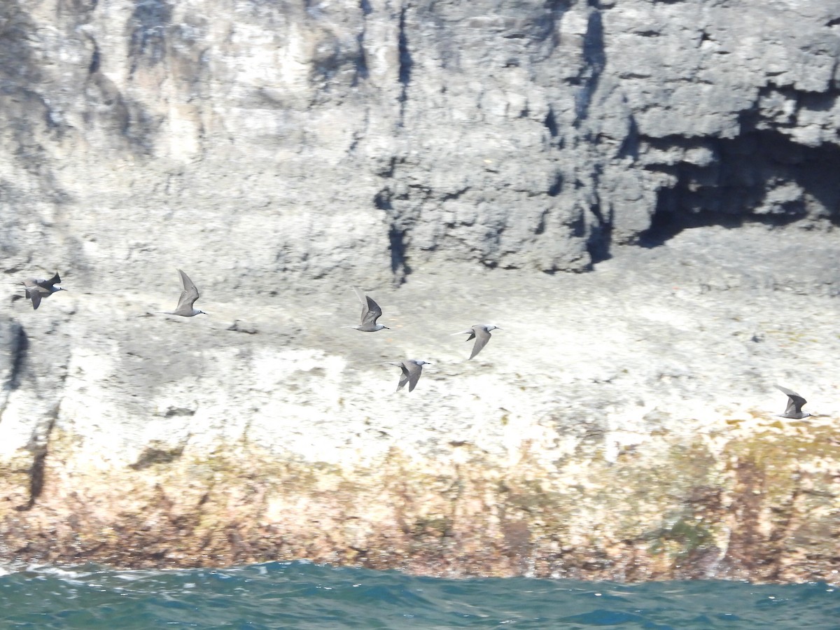 Noddi noir - ML646338964