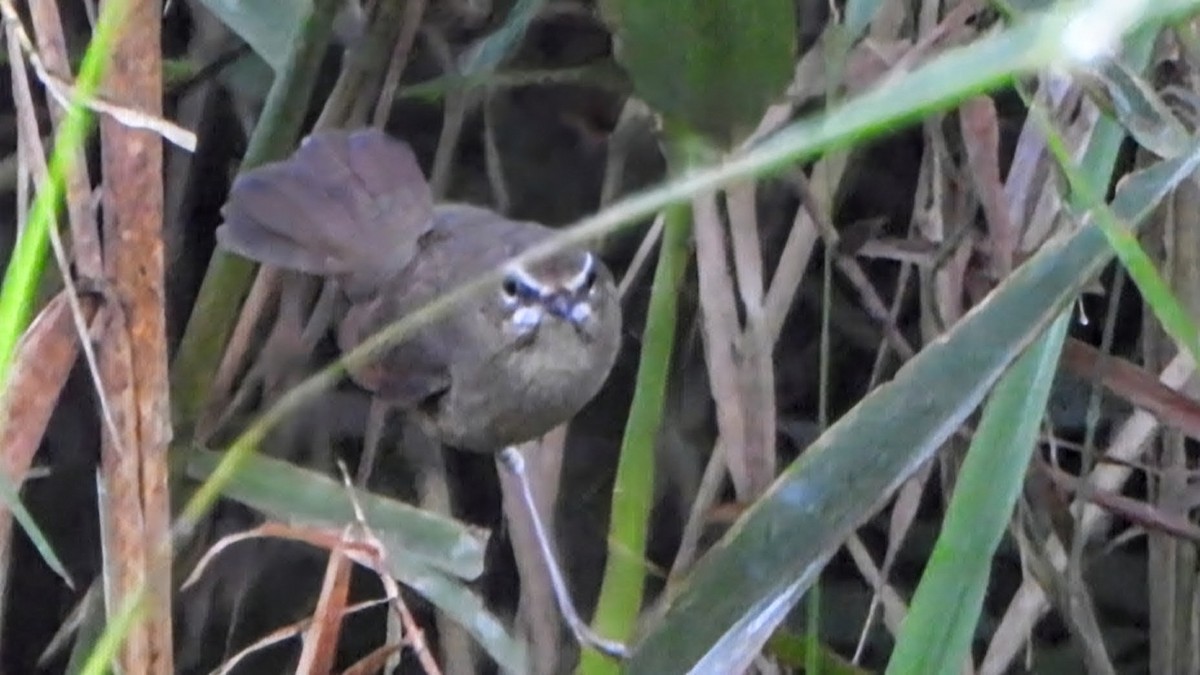 Rossignol calliope - ML646338966