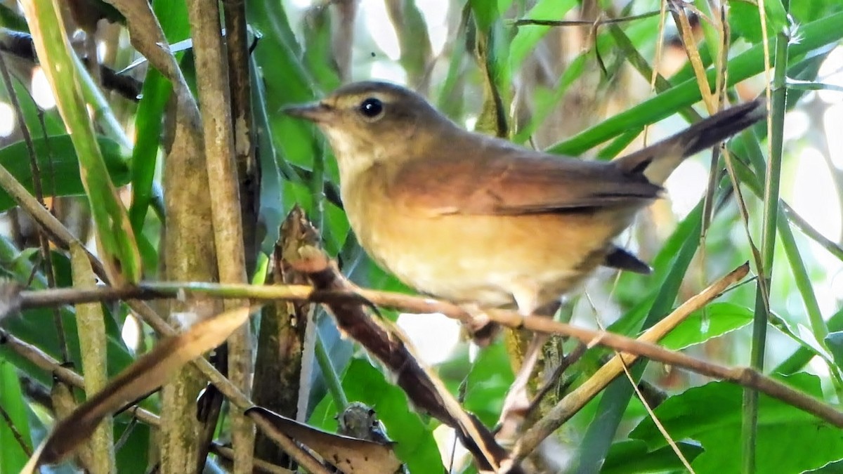 Rossignol calliope - ML646338967