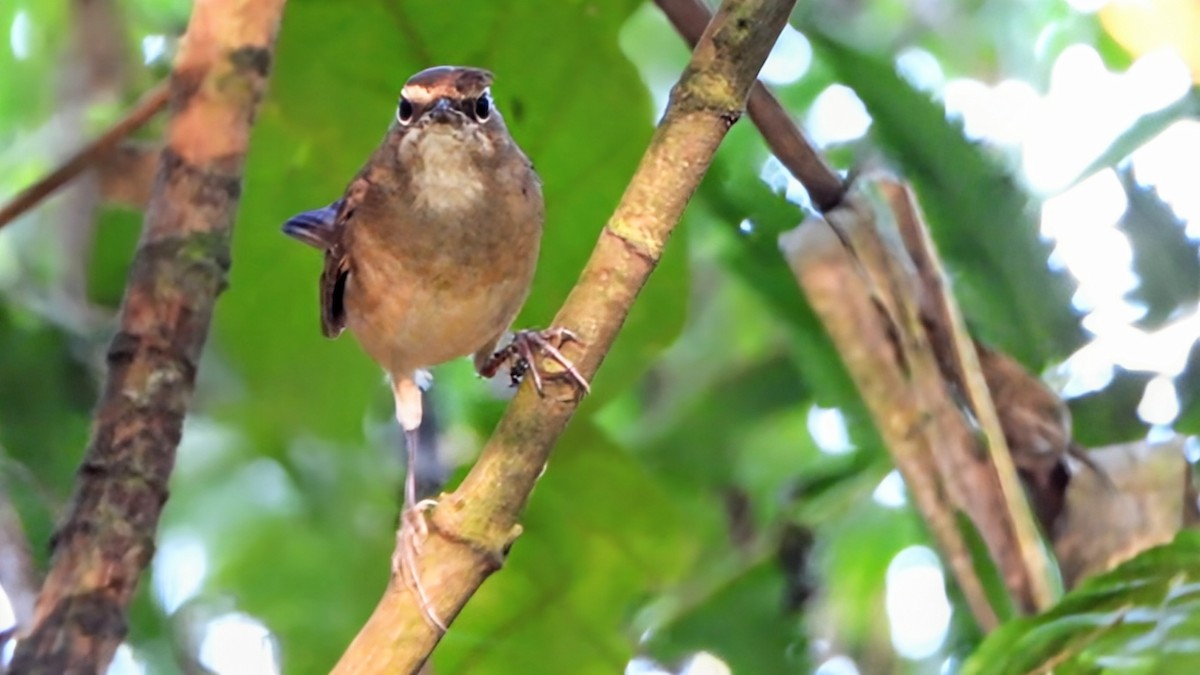 Rossignol calliope - ML646338968