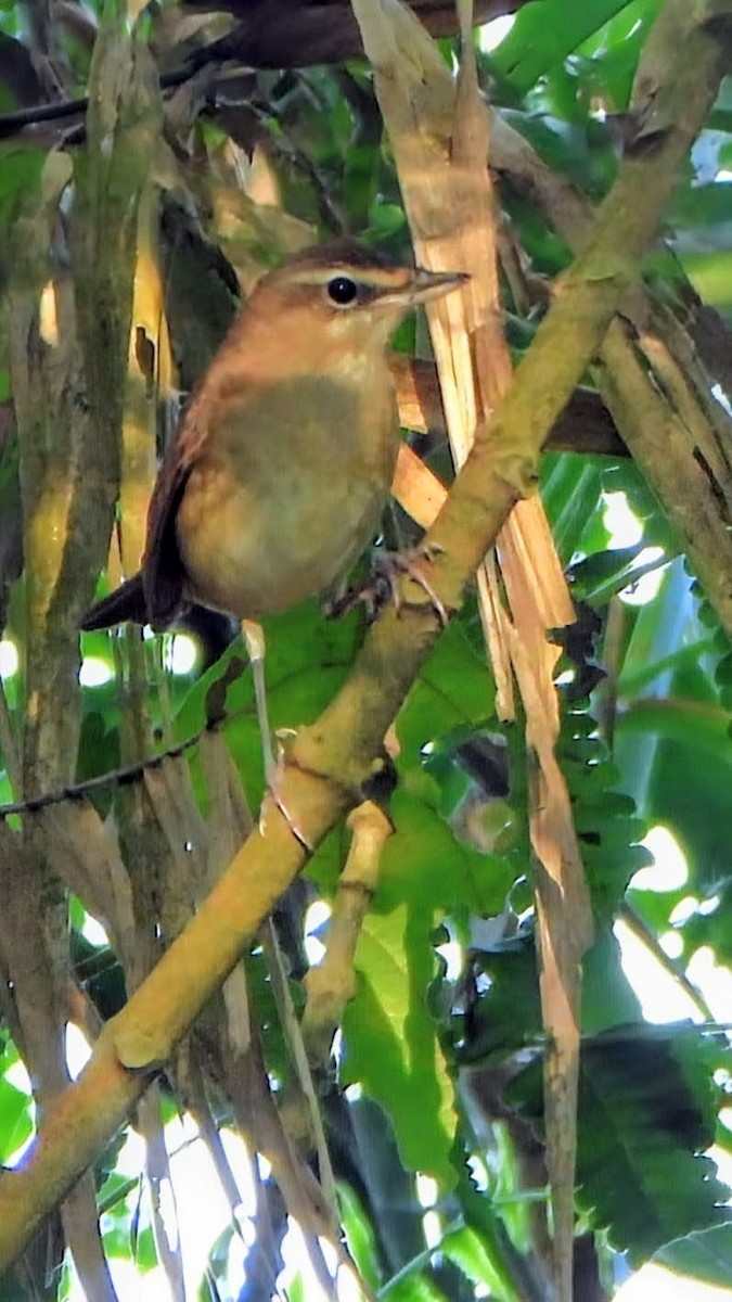 Rossignol calliope - ML646338969