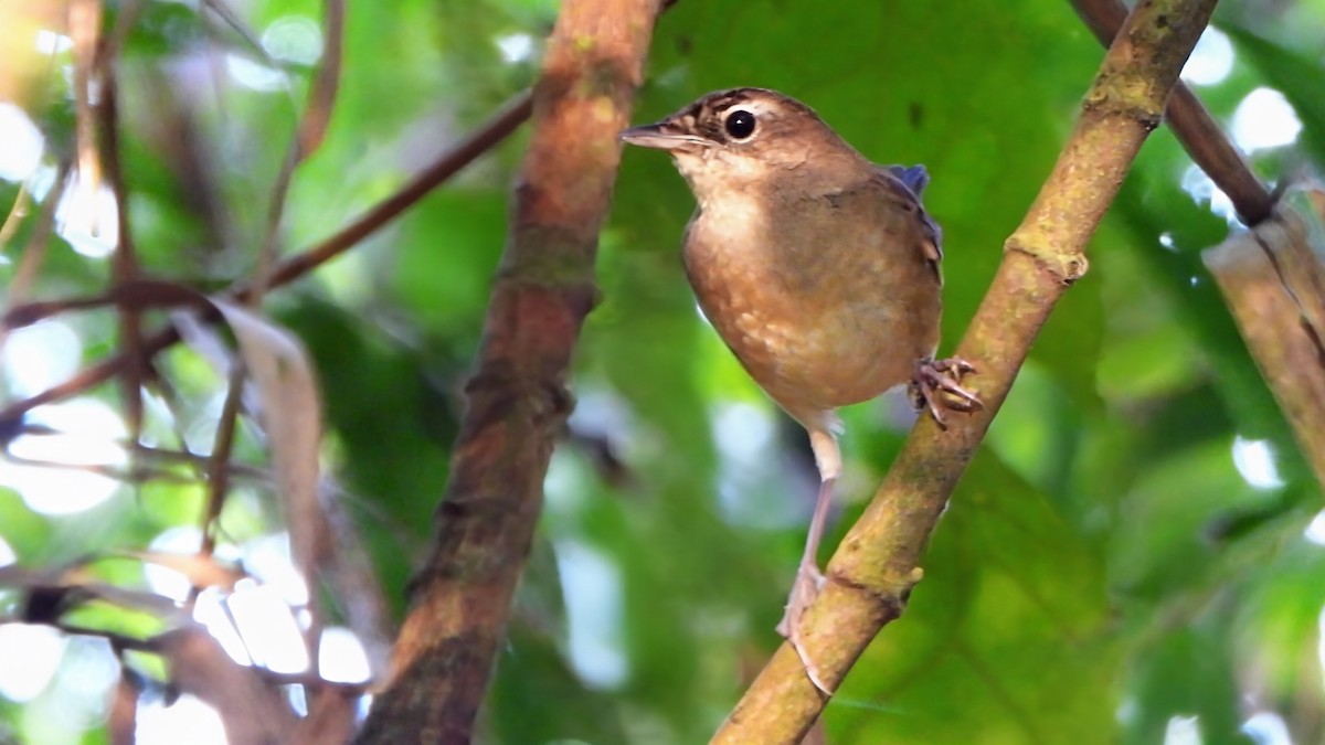 Rossignol calliope - ML646338970