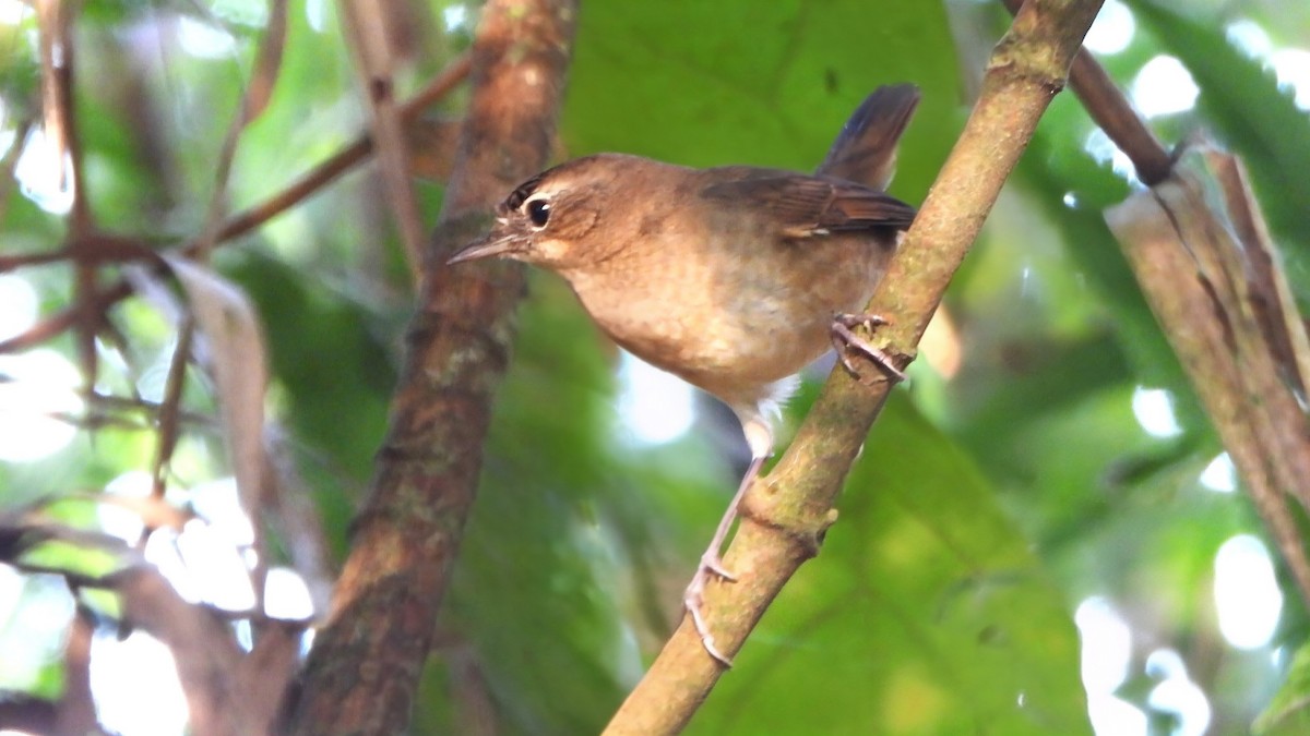 Rossignol calliope - ML646338971