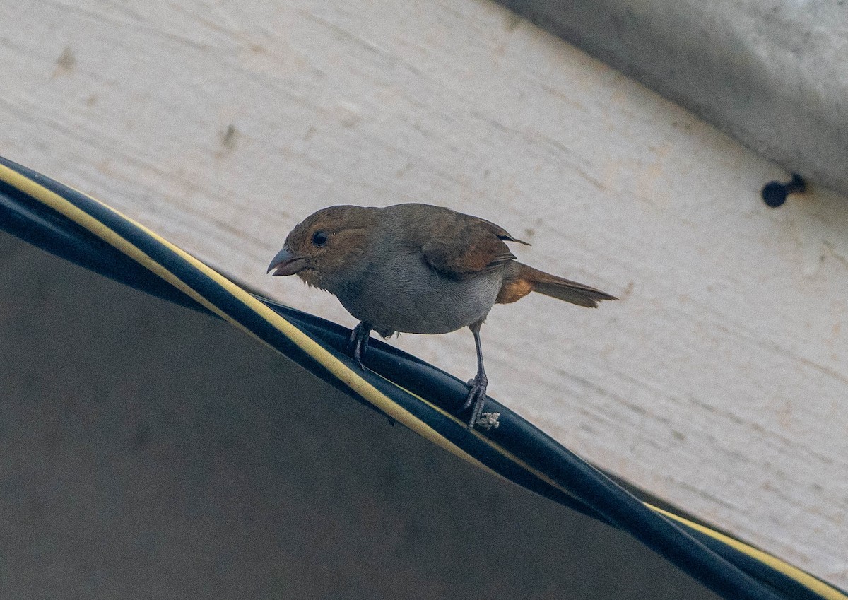 Pèrenoir rougegorge - ML646338972