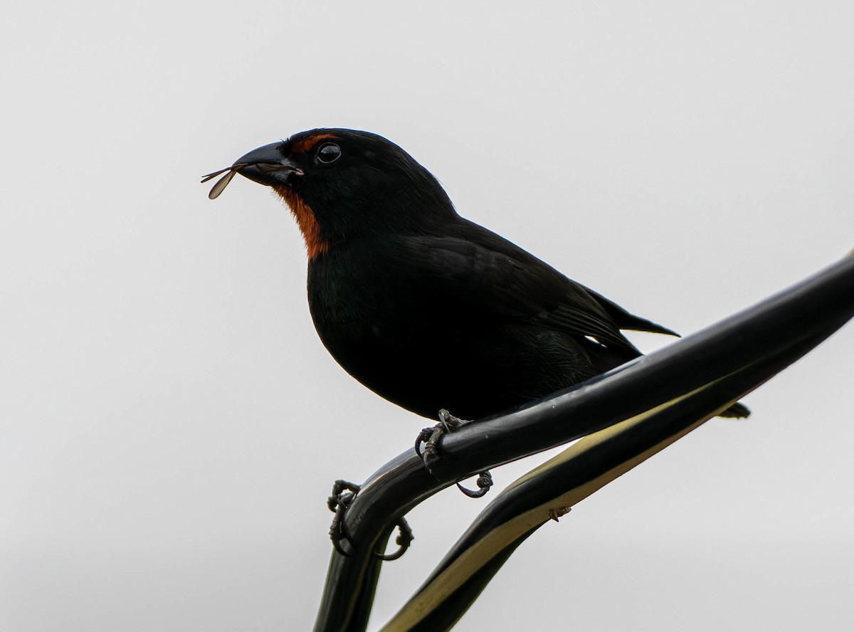 Pèrenoir rougegorge - ML646338973
