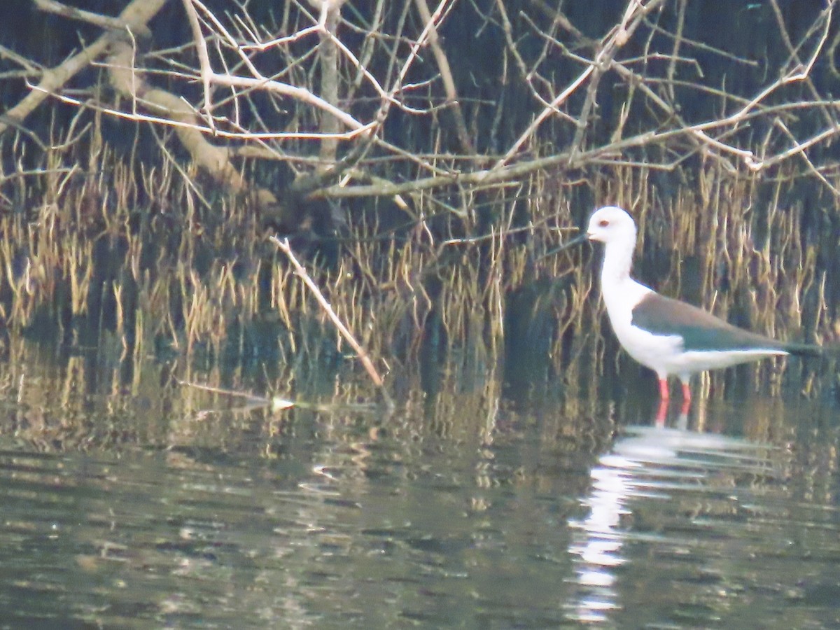 Échasse blanche - ML646338974