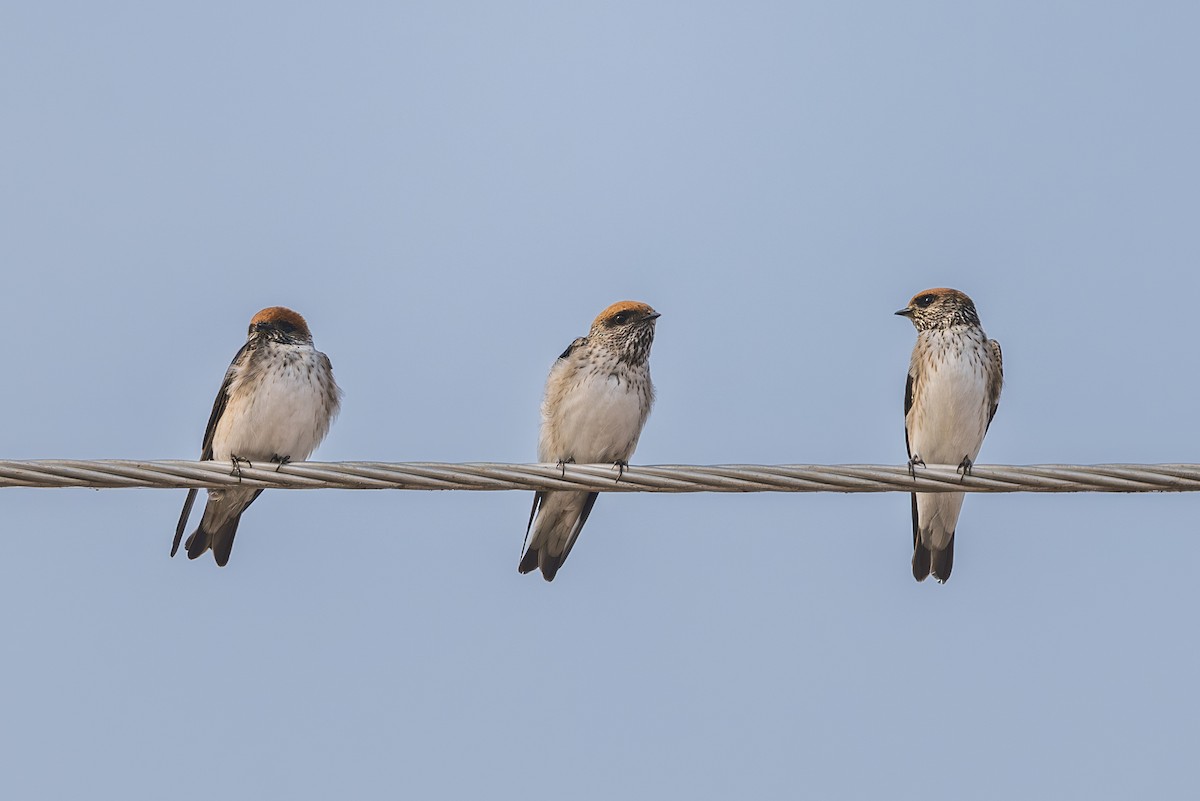 Golondrina India - ML646338975