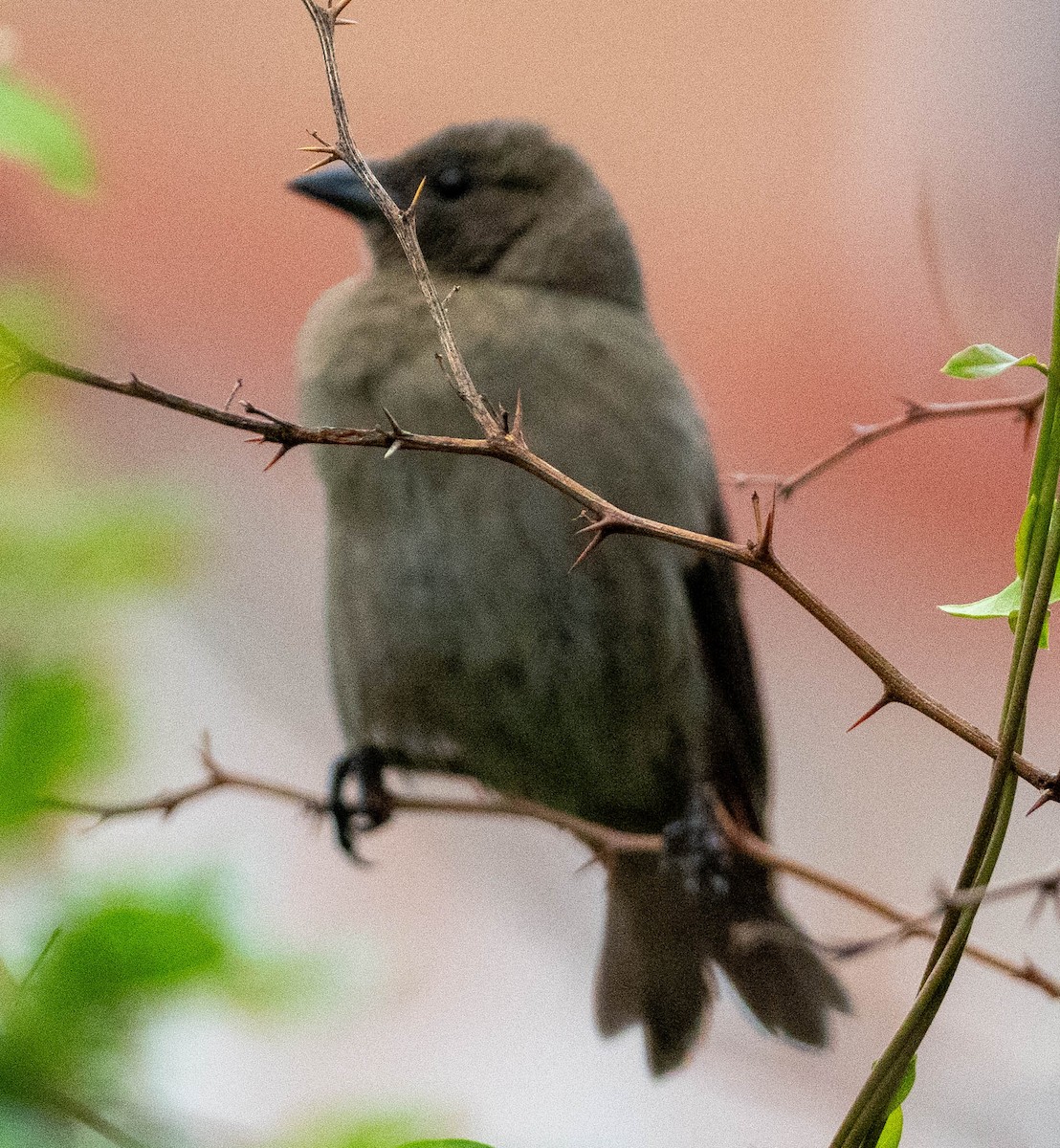 Vacher luisant - ML646338976