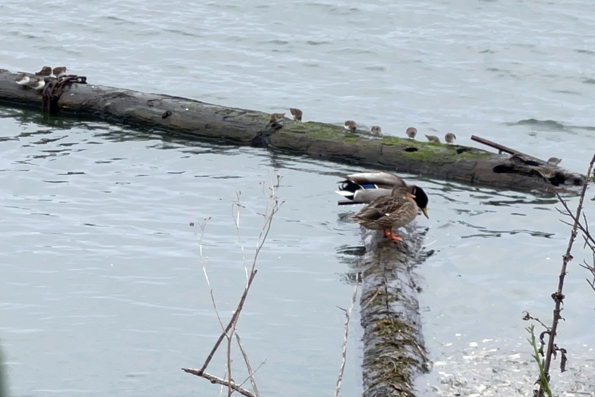 Canard colvert - ML646338977